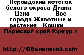 Персидский котенок белого окраса Диана › Цена ­ 40 000 - Все города Животные и растения » Кошки   . Пермский край,Кунгур г.